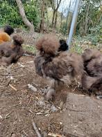 Usa zijdehoen, Dieren en Toebehoren, Pluimvee