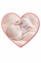 Minilop kleintjes binnenkort te reserveren, Animaux & Accessoires, Lapins, Plusieurs animaux, Nain, Oreilles tombantes, 0 à 2 ans