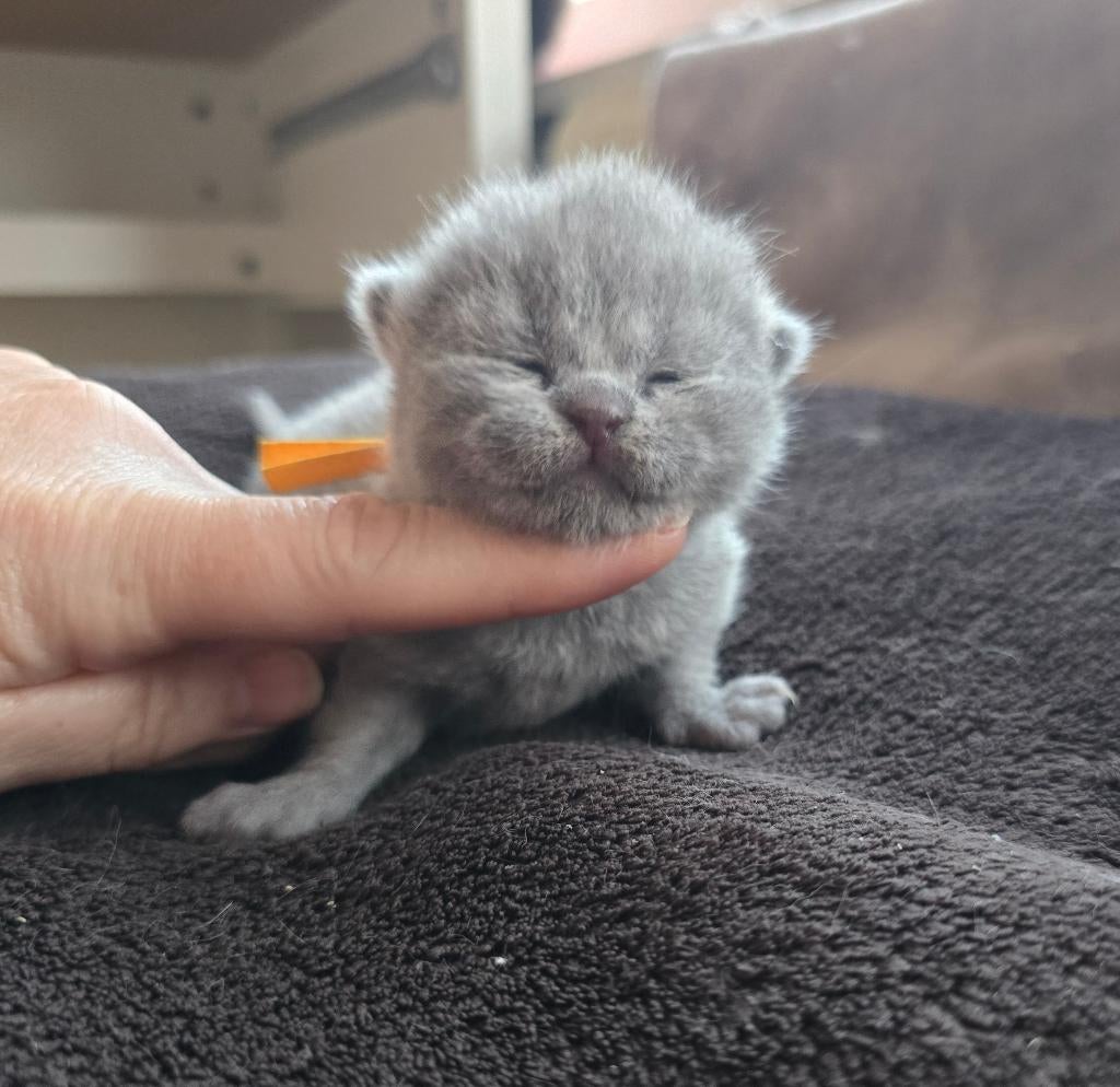 British Shorthair, Chatte ou Chat, Avec pedigree, 0 à 2 ans