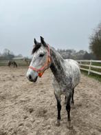 Project pony - GOED LEZEN, Dieren en Toebehoren, Pony's