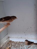 Hybride vogels, Dieren en Toebehoren, Geslacht onbekend, Wildzangvogel, Geringd