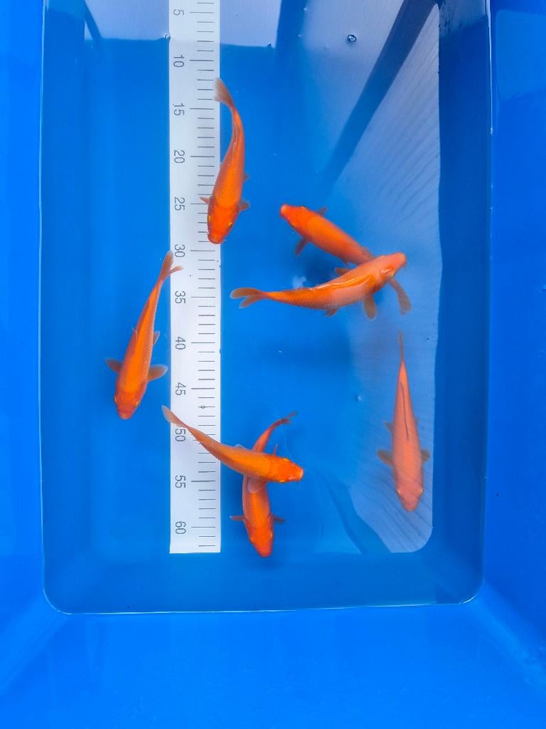 Koningsdag benigoi aanbieding, Karper of Koi