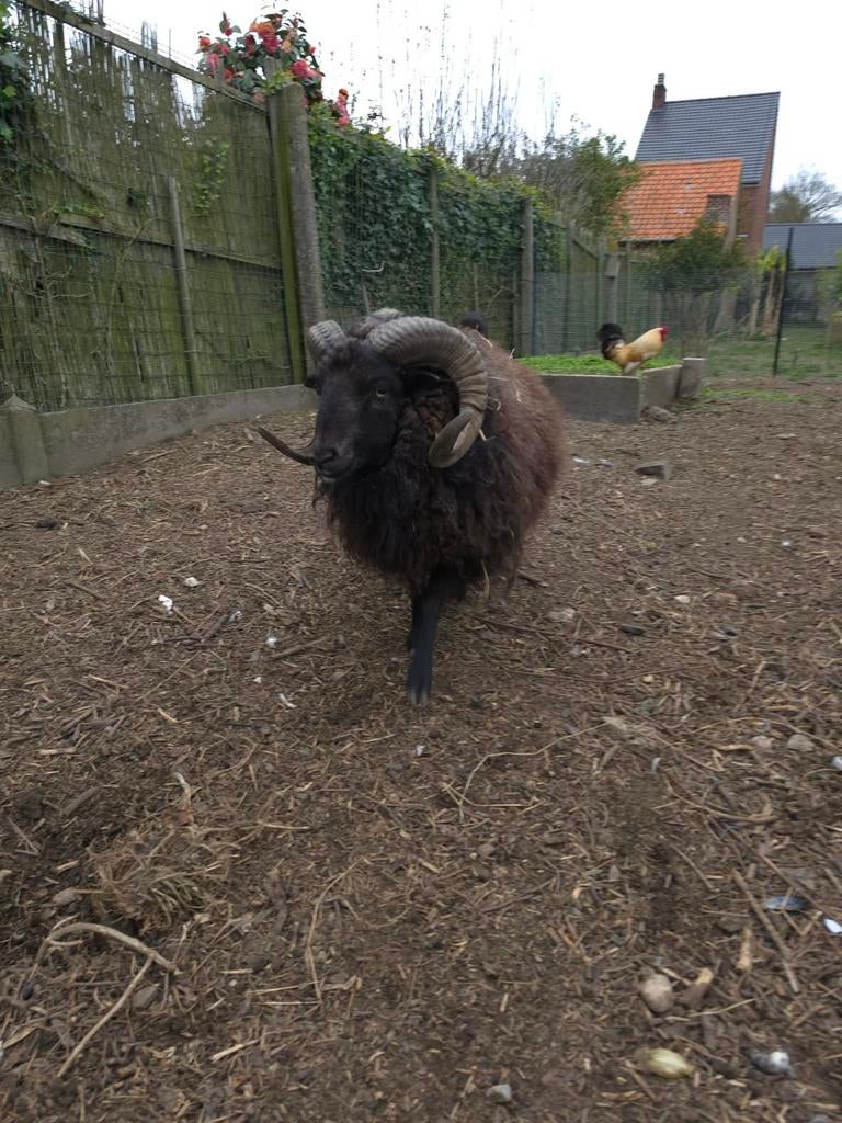 Schaap  Ouessant ram, Dieren en Toebehoren, Schaap