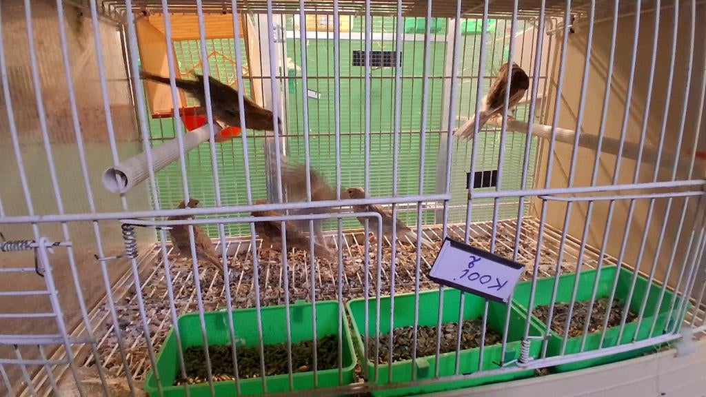 Phaeo jonge vogels, Dieren en Toebehoren