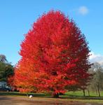 Liquidambar amberboom hoogstam, Tuin en Terras, Ophalen of Verzenden, Herfst, Volle zon