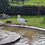 Ross gans gezocht vrouw