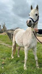 Super brave c pony, Jument, Poney C (1.27 m à 1.37m), Poney de récréation, 11 ans ou plus