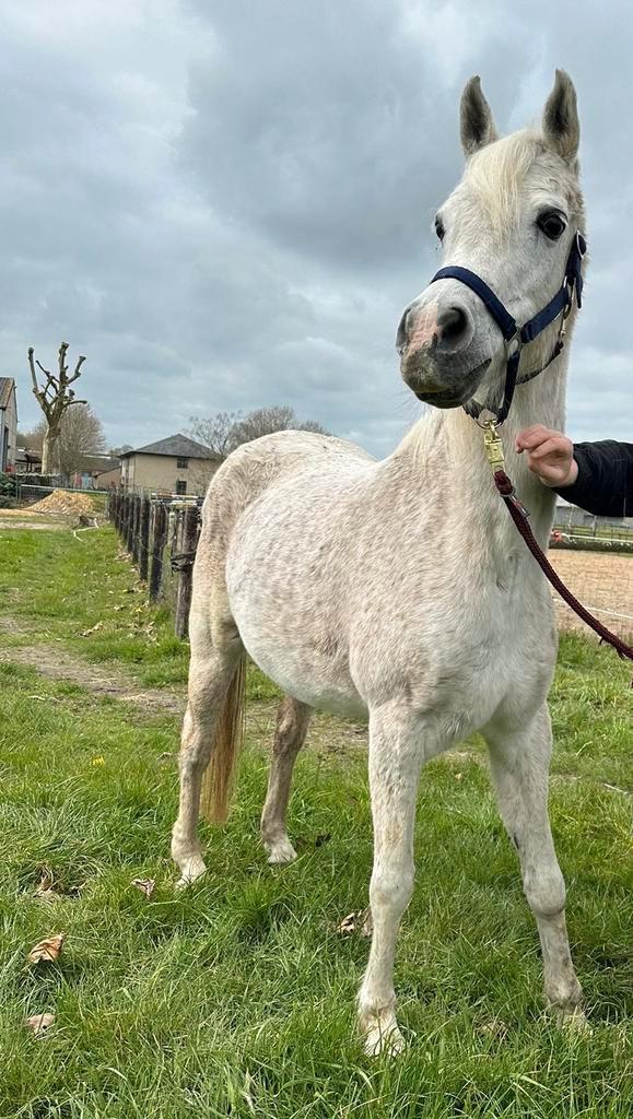 Super brave c pony, Animaux & Accessoires, Poneys, Jument, Poney C (1.27 m à 1.37m), Poney de récréation, 11 ans ou plus