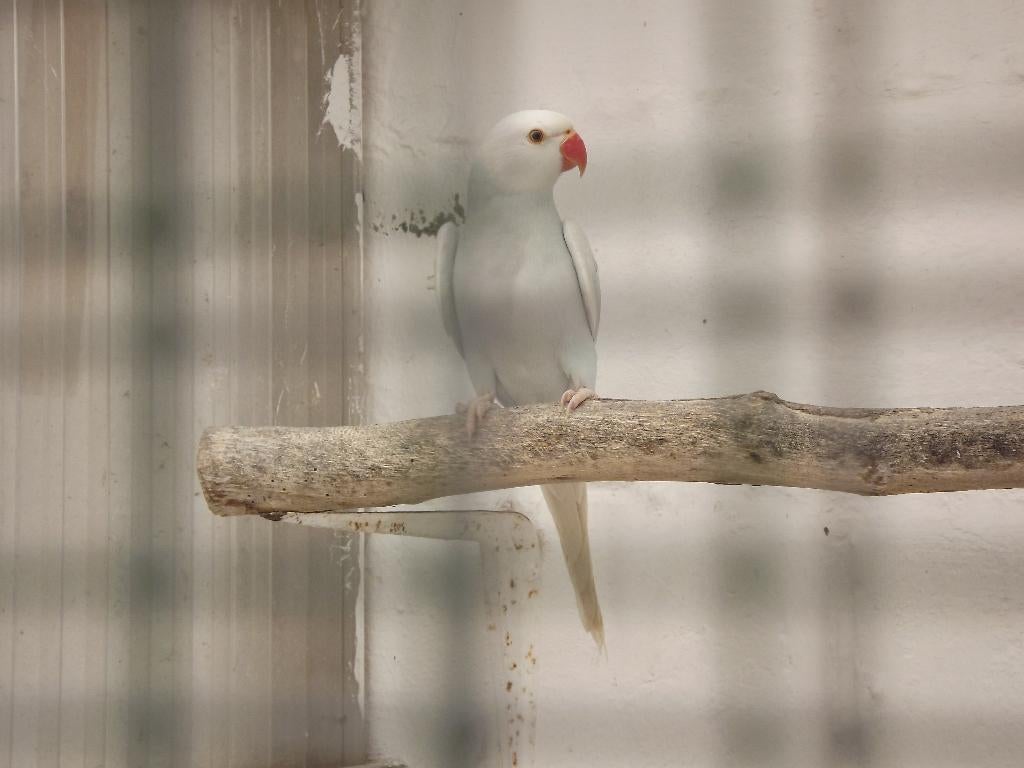 Halsbandparkiet, Animaux & Accessoires, Oiseaux | Perruches & Perroquets, Sexe inconnu, Perruche, Bagué
