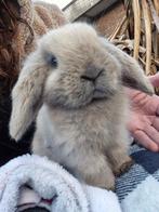 Minilopjes, Animaux & Accessoires, Mâle