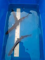 Lepelsteur, transmontanus, beluga, stersteur, Dieren en Toebehoren, Steur