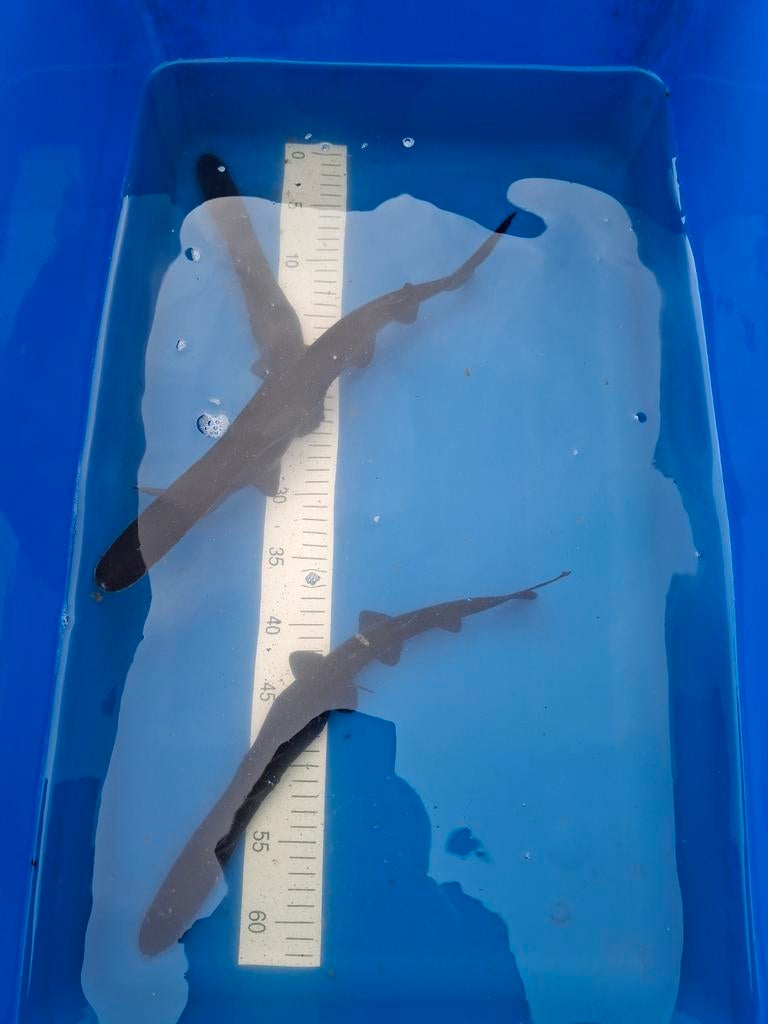 Lepelsteur, transmontanus, beluga, stersteur, Animaux & Accessoires, Poissons | Poissons d'étang, Esturgeon