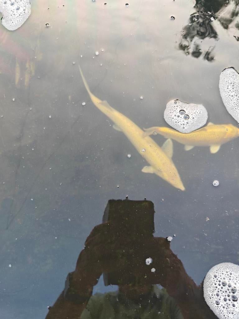 Vissen, Watersport en Boten, Ophalen