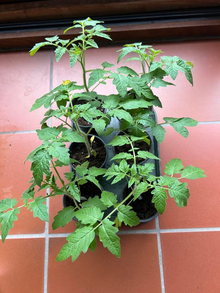 Tomaten plantjes, Enlèvement