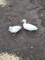 Kwakers koppel, Plusieurs animaux, Canard