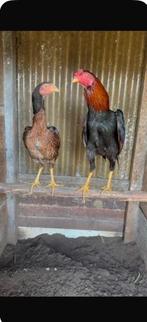 Indische vechthoenders(Aseel) Koppel, Dieren en Toebehoren, Pluimvee, Kip