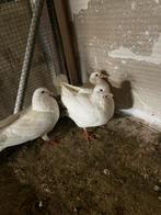 Jonge witte duiven. 5€, Dieren en Toebehoren