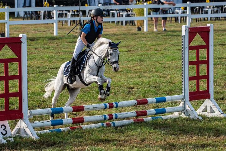 Lieve 21-jarige B-pony, Dieren en Toebehoren, Pony's, Ruin, B