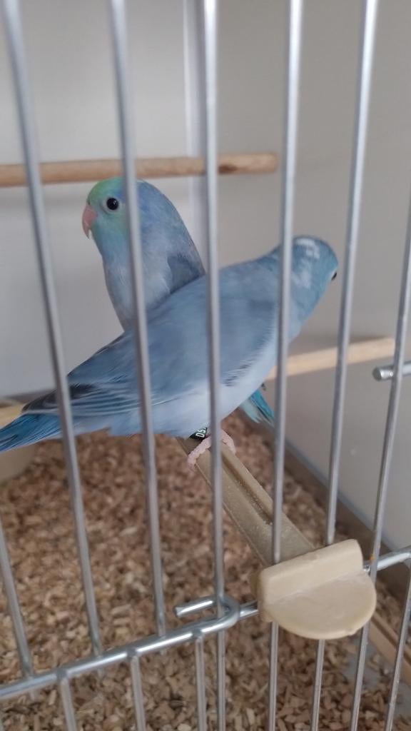 Forpus koppeltje 2026, Geringd