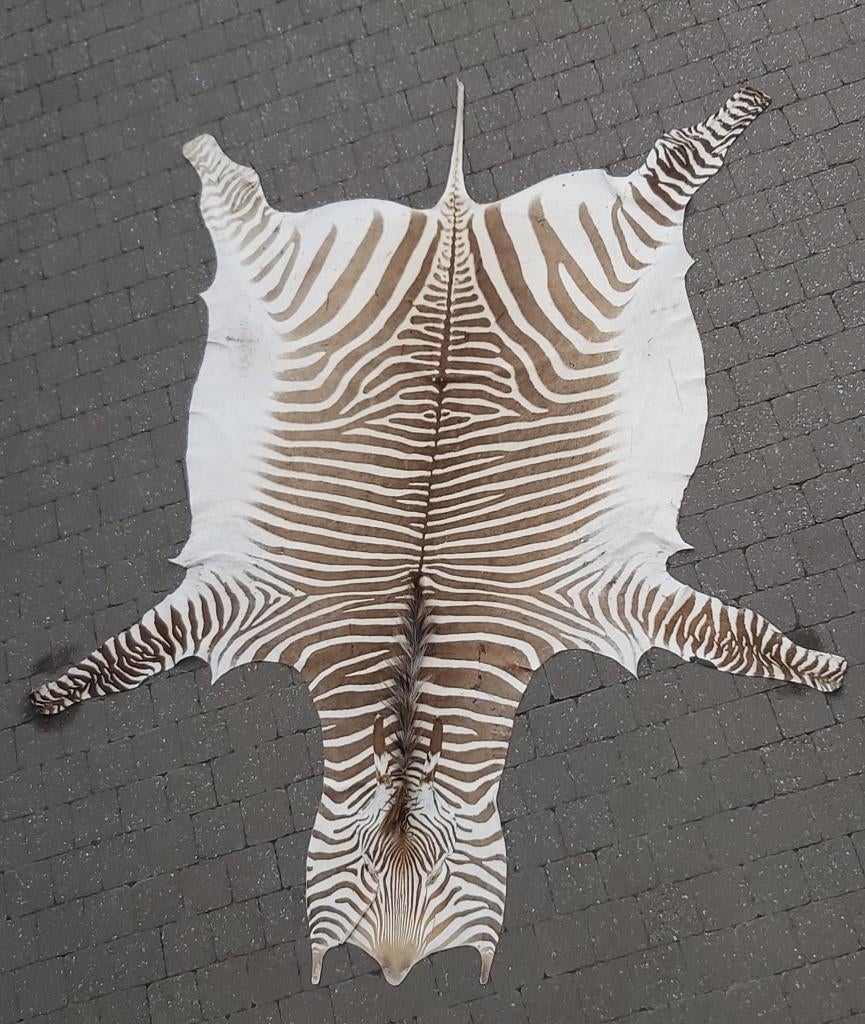peau de zèbre, Maison & Meubles, Ameublement | Tapis & Moquettes, Autres couleurs, 200 cm ou plus, Comme neuf, Echt vel