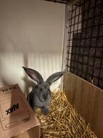 Vlaamse/duitse reus, Dieren en Toebehoren, Konijnen