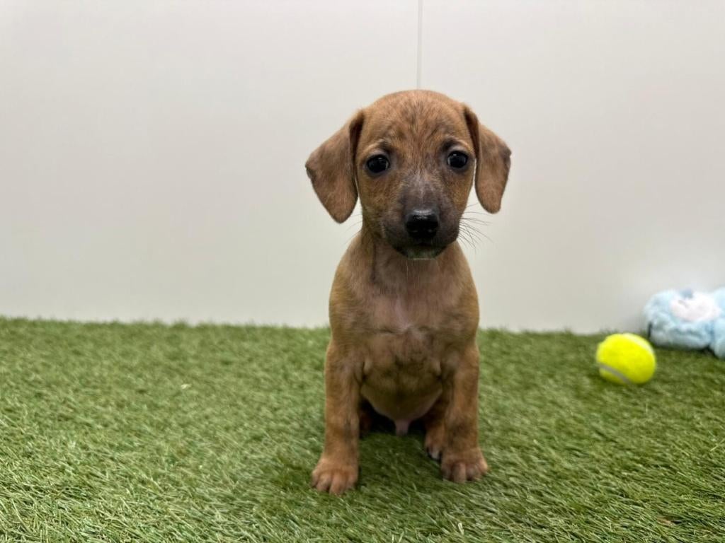 Kruising Italiaanse Windhond x Teckel pup, Parvo, België, Reu, 8 tot 15 weken