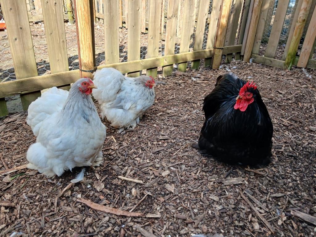 Mooi cochin kriel trio zwarte haan en splash hennen van 2025, Dieren en Toebehoren, Pluimvee