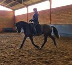 Lessen aan huis & op verplaatsing, Dieren en Toebehoren, Stalling en Weidegang