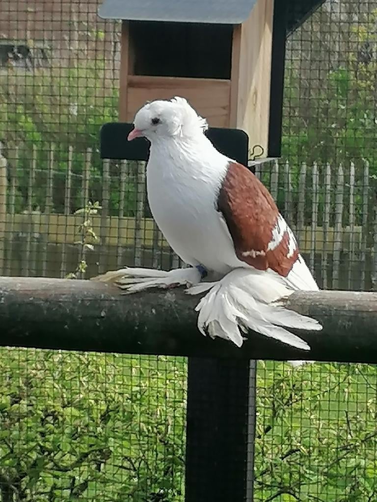 Saksische schildduiven 6 stuks