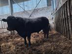 Black Angus stieren, Dieren en Toebehoren