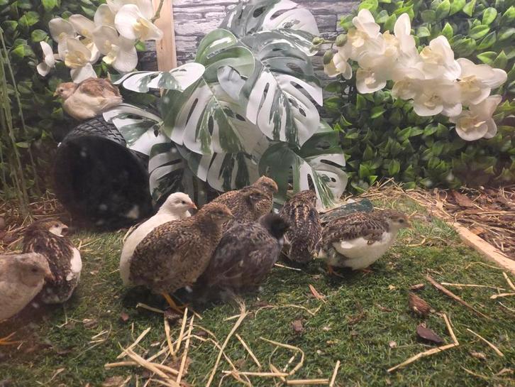 Trios de cailles naines chinoises, Animaux & Accessoires, Volatiles, Autres espèces, Plusieurs animaux