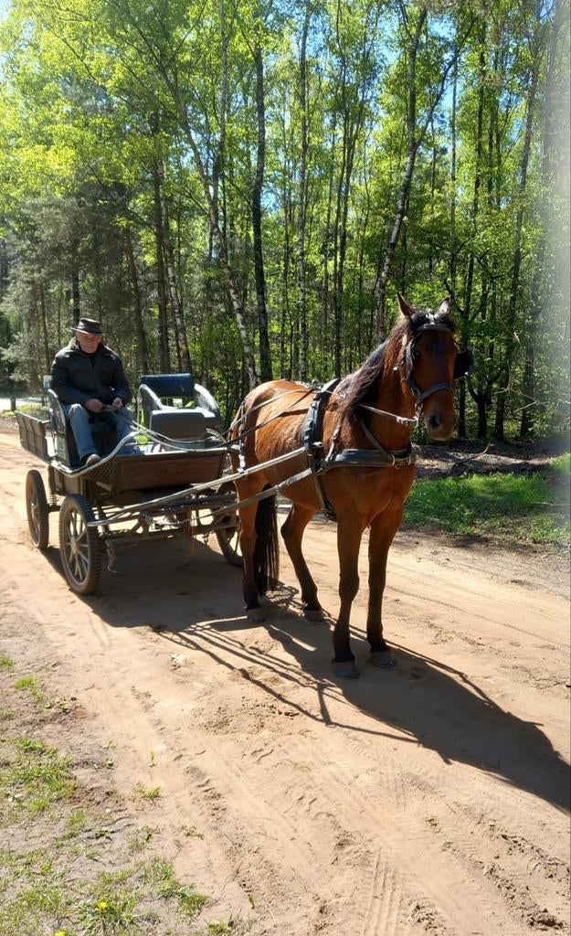 Draver ruin 7 jaar, Ruin