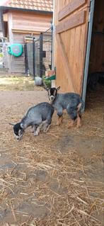 Bokje (2st.) - Blauwschimmel tan - 8 weken oud, Dieren en Toebehoren