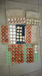 Bio Eieren te koop, Dieren en Toebehoren