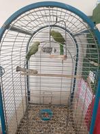 Koppel halsbandparkieten + kooi + accessoires, Dieren en Toebehoren, Ophalen