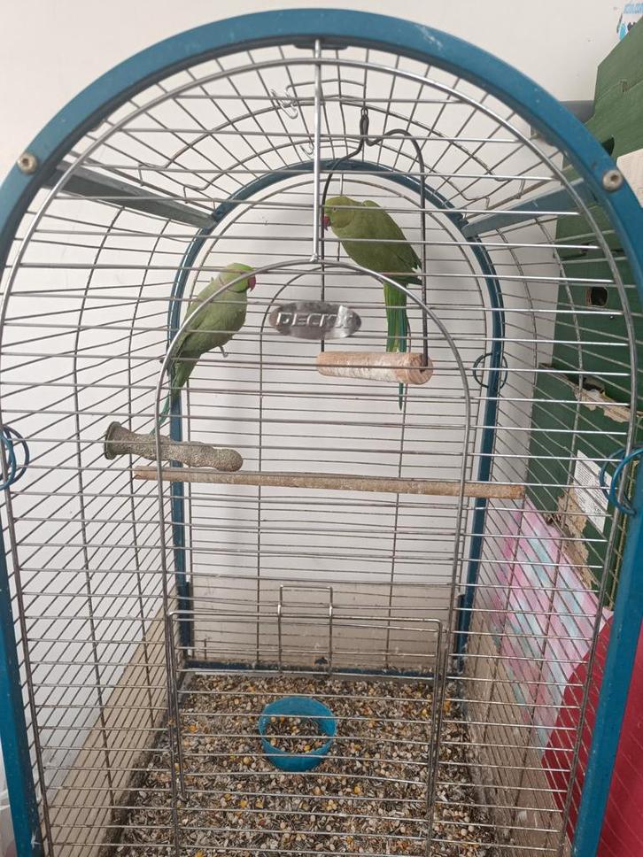 Couple de perruches à collier + cage + accessoires, Animaux & Accessoires, Oiseaux | Cages & Volières, Enlèvement