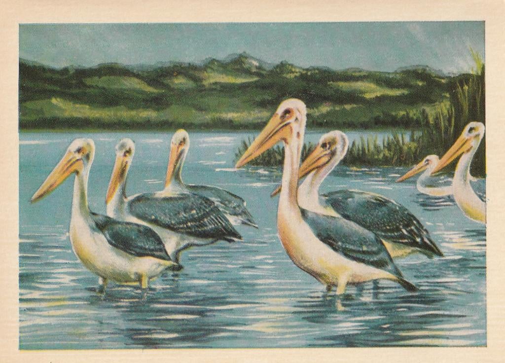 CHROMO  PELIKANEN, Envoi, Comme neuf, Animal, Gravure