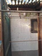 Kanari harletijn van 2025, Ophalen of Verzenden