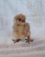 USA zijdehoender kuikens, geslacht onbekend, ingeënt, Sexe inconnu