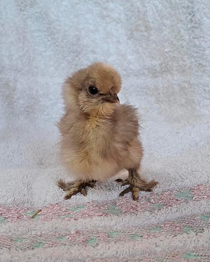 USA zijdehoender kuikens, geslacht onbekend, ingeënt, Dieren en Toebehoren, Vogels | Overige Vogels, Geslacht onbekend