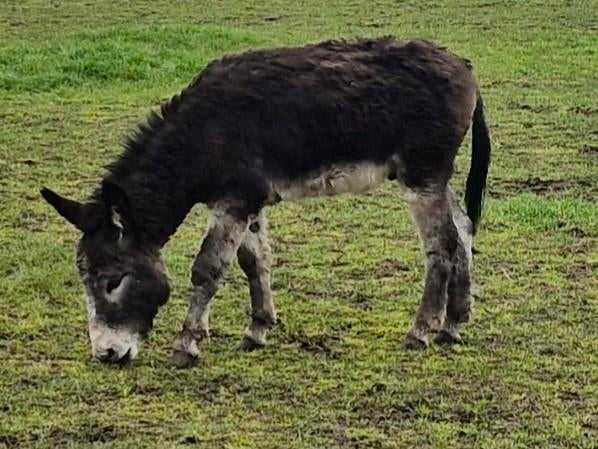 ezel hengst, Dieren en Toebehoren, Maart, Mannelijk