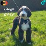 Tango & Teddy, chiots Labradoodle à vendre, 15 semaines à 1 an, Commerçant, Chien (mâle), Autres races