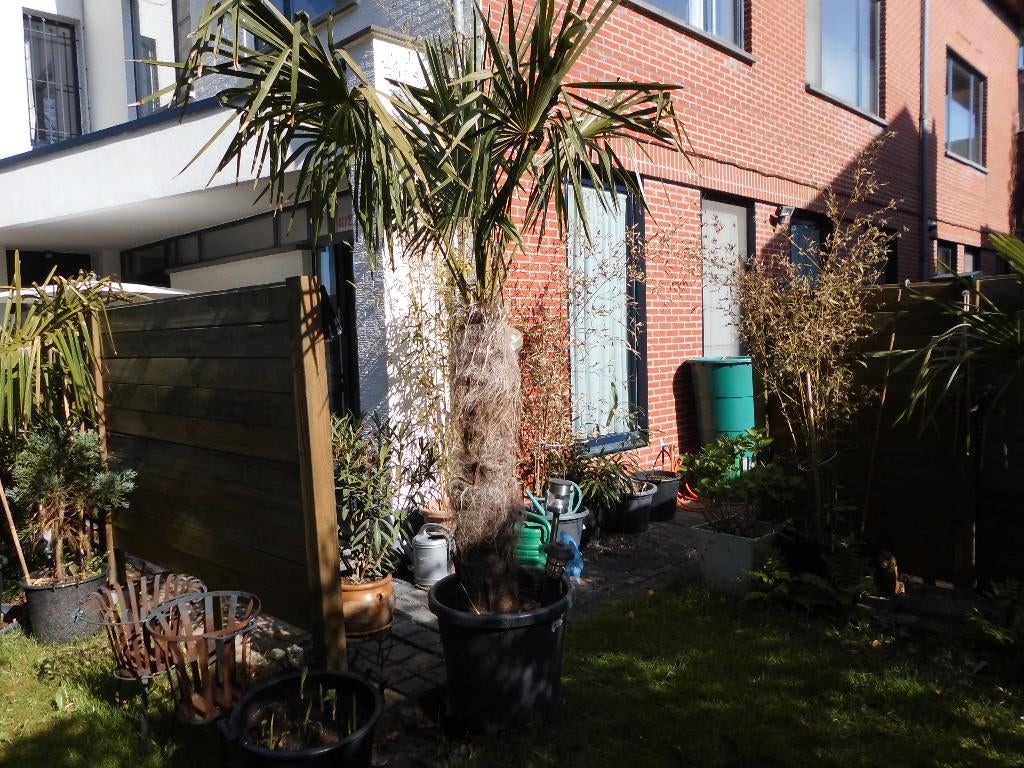 wintervaste palmboom trachycarpus fortunei, Tuin en Terras, Planten | Bomen, Lente, 100 tot 250 cm, Palmboom, Ophalen