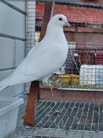 Witte reisduifduivin, Dieren en Toebehoren, Vogels | Duiven, Vrouwelijk