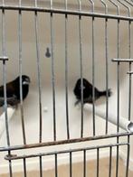 Japanse meeuw koppel