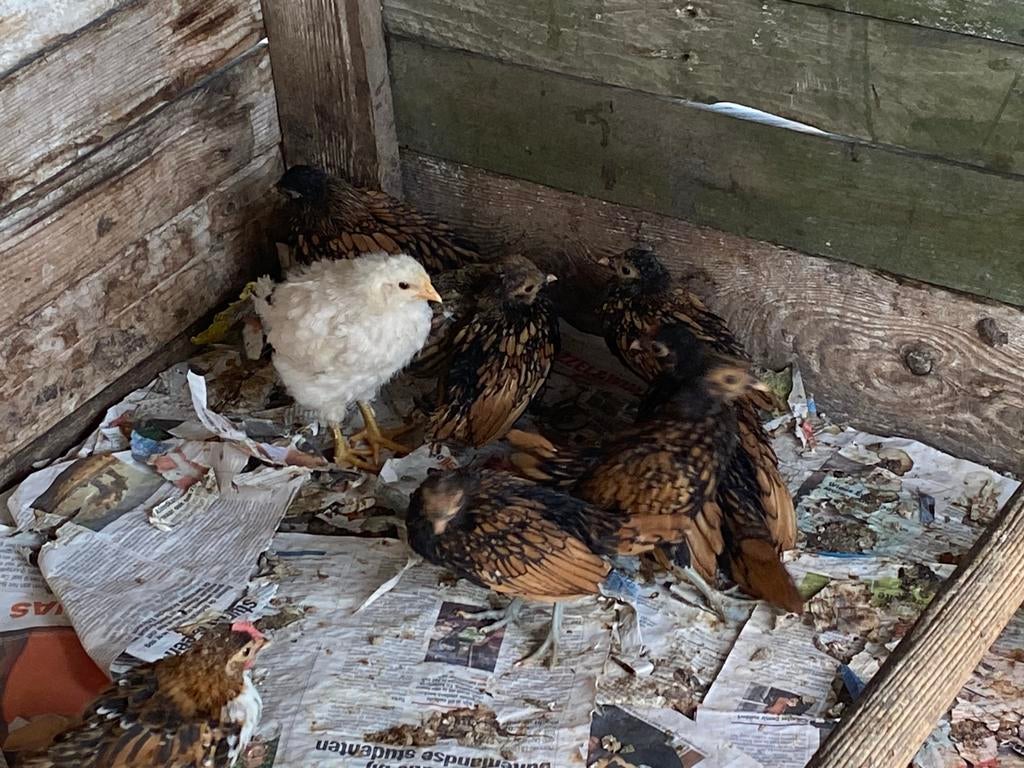 Ukkelse baardkriel, Dieren en Toebehoren, Pluimvee, Meerdere dieren, Kip