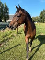 6-jarige merrie zoekt een nieuwe thuis, Dieren en Toebehoren, Merrie, Met stamboom, Niet van toepassing, 3 tot 6 jaar