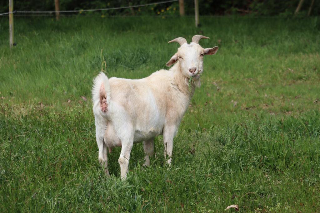 Dwerggeiten, Dieren en Toebehoren, Schapen, Geiten en Varkens