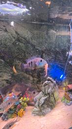 Chicilieden, Dieren en Toebehoren