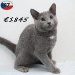 Bleu Russe - Magnifique chaton à vendre, 0 à 2 ans